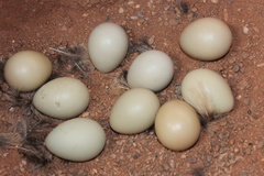 Phasianus colchicus
