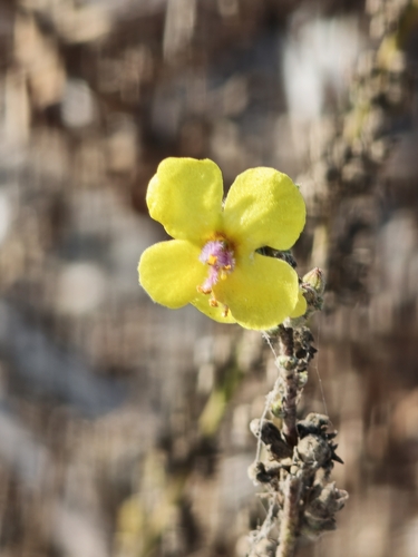 wavyleaf mullein