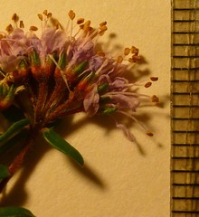 Agathosma serpyllacea