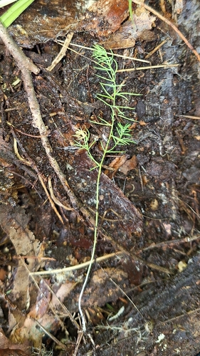 Asparagus declinatus
