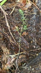 Asparagus declinatus