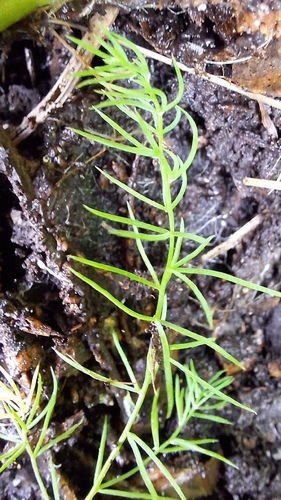 Asparagus declinatus, photograph 2