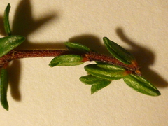 Agathosma serpyllacea