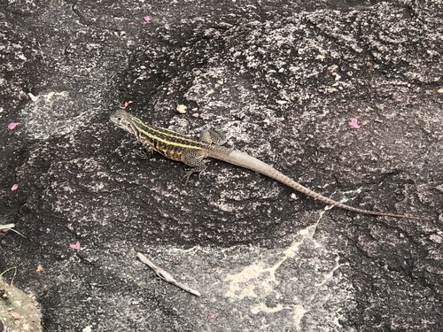Leiolepis glaurung