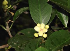 Garcinia oblongifolia