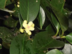 Garcinia oblongifolia