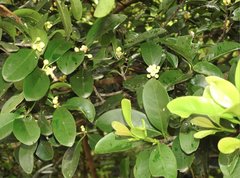 Garcinia oblongifolia