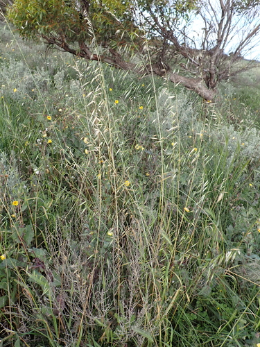 Avena barbata, photograph 1