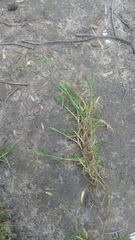 Poa supina