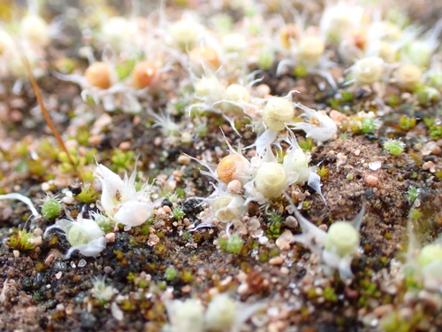 Gigaspermum repens