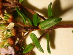Agathosma serpyllacea