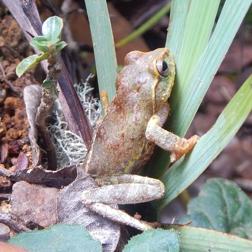 Frankenberg's Shrub Frog