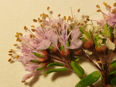 Agathosma serpyllacea