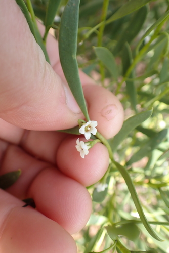 Eremophila deserti, photograph 3