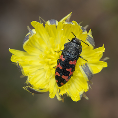Acmaeodera quadrizonata
