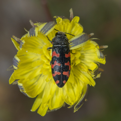 Acmaeodera quadrizonata