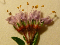 Agathosma serpyllacea