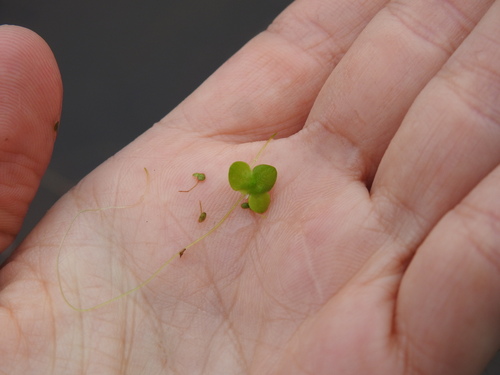 Lemna gibba, photograph 2