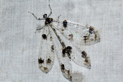 Cymothales exilis