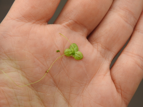 Lemna gibba, photograph 3