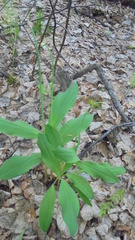 Allium microdictyon