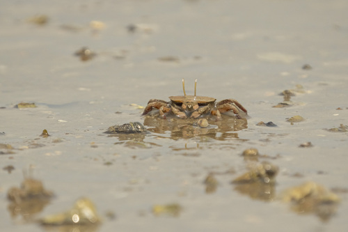 Macrophthalmus convexus observed 2026-08-11