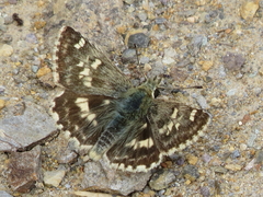Muschampia proto
