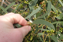 Eucalyptus porosa