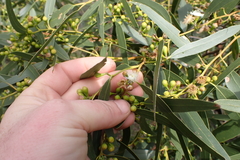 (c) Em Lamond, some rights reserved (CC BY) Eucalyptus porosa, photograph (c) Em Lamond, some rights reserved (CC BY)