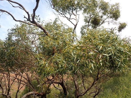 Eucalyptus porosa, photograph 2