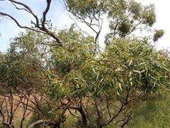 (c) Em Lamond, some rights reserved (CC BY) Eucalyptus porosa, photograph (c) Em Lamond, some rights reserved (CC BY)