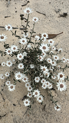 Argentipallium obtusifolium observed 2026-09-02