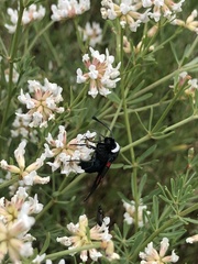 Zygaena lavandulae