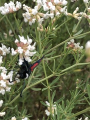 Zygaena lavandulae