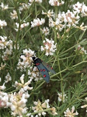 Zygaena lavandulae