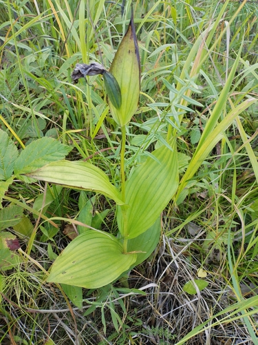 Cypripedium macranthos, photograph 1