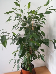 Ficus benjamina benjamina