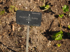 Pulsatilla rubra