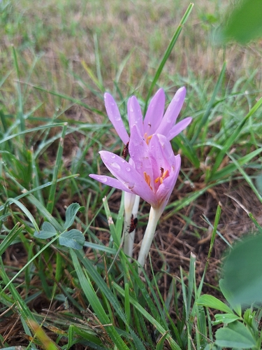 Autumn Crocus