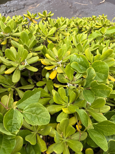 Scaevola taccada observed 2026-09-01
