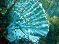 Callyspongia latituba