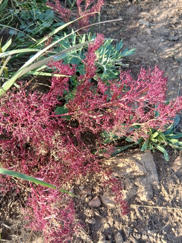 Teloxys aristata, photograph 4