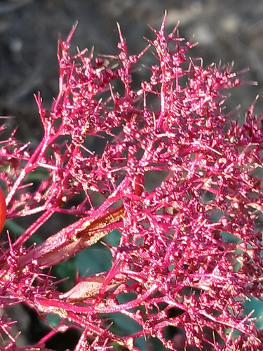 Teloxys aristata, photograph 5
