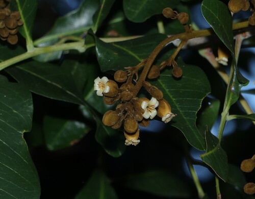 Harpullia hillii, photograph 6
