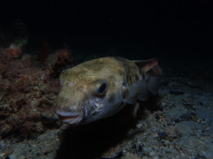 Contusus brevicaudus