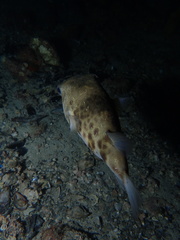 Contusus brevicaudus