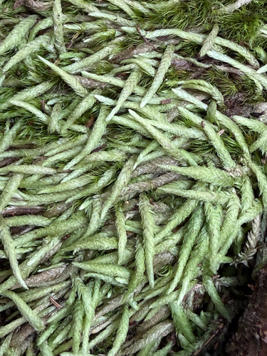 Waved Silk-moss