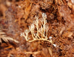 Phaeoclavulina ochracea
