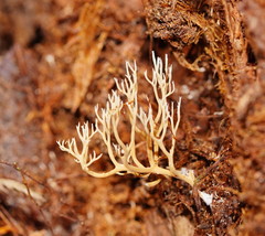 Phaeoclavulina ochracea