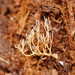 Phaeoclavulina ochracea - Photo (c) Reiner Richter, algunos derechos reservados (CC BY-NC-SA), subido por Reiner Richter